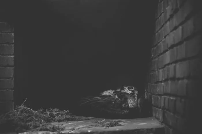 Artist Captures The Heartbreaking Reality Of The Bangladesh National Zoo (15 Pics)