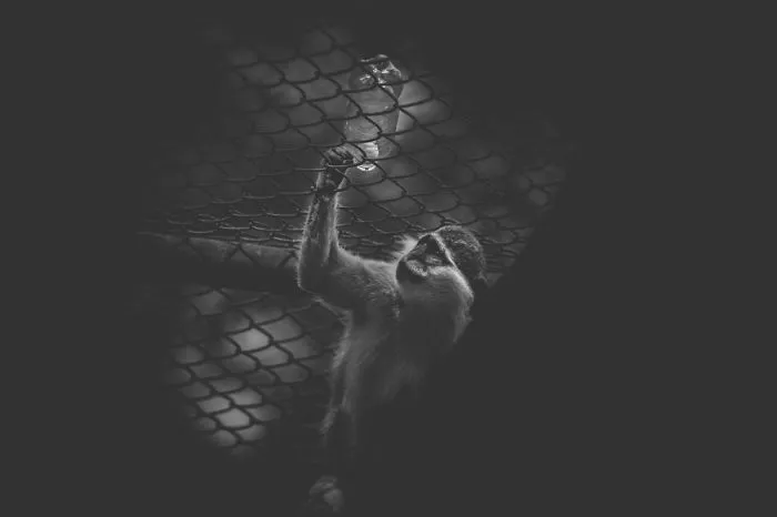 Artist Captures The Heartbreaking Reality Of The Bangladesh National Zoo (15 Pics)