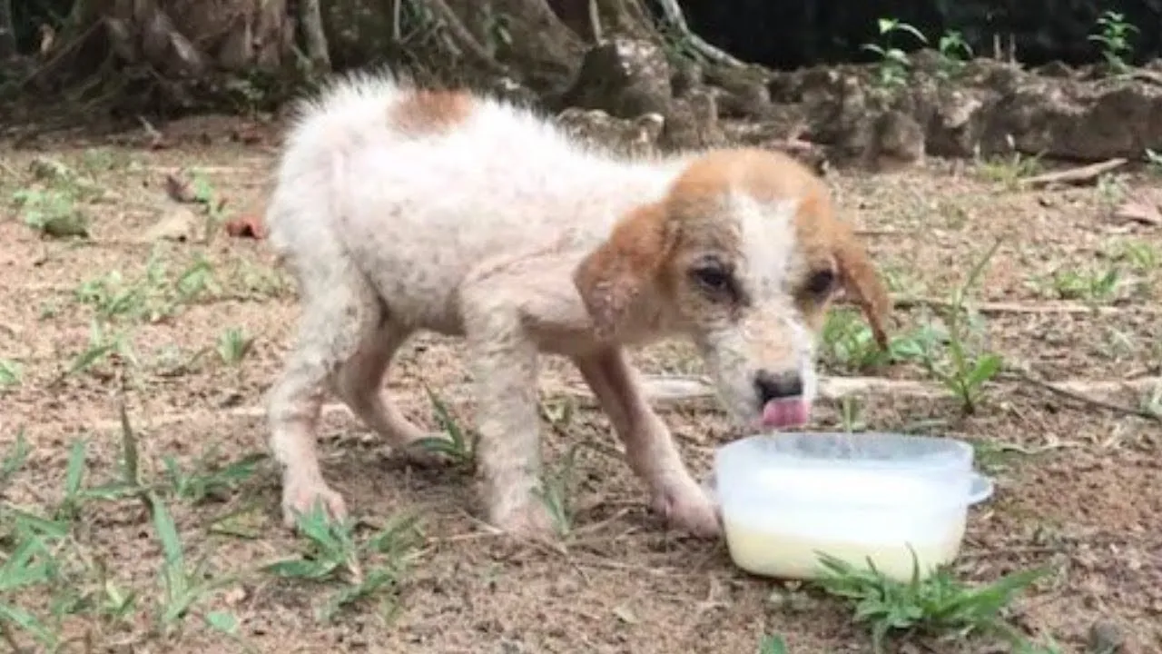 Dying Puppy Rescued From Roadside Makes Amazing Recovery At Chimp Sanctuary