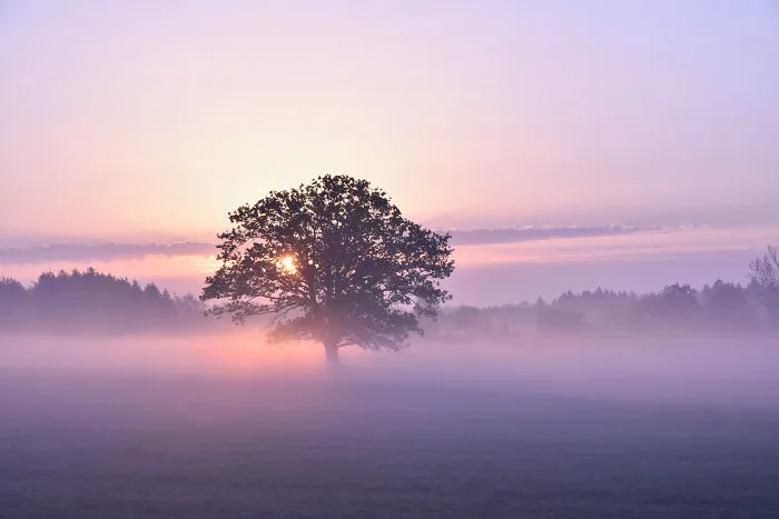 Morning Sun