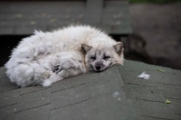 30 Pictures Of Animals Who Escaped The Horror Of A Fur Farm And Now Live Happily At Sanctuaries