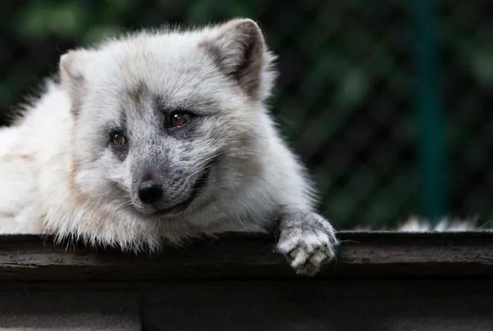 30 Pictures Of Animals Who Escaped The Horror Of A Fur Farm And Now Live Happily At Sanctuaries