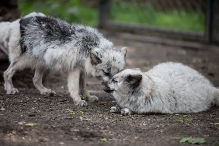 30 Pictures Of Animals Who Escaped The Horror Of A Fur Farm And Now Live Happily At Sanctuaries