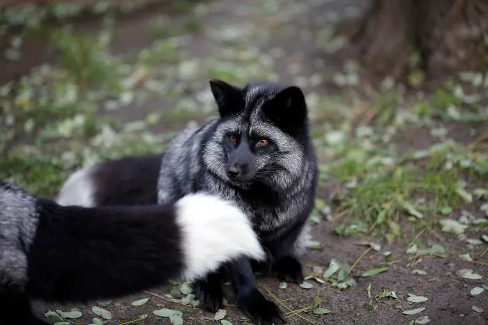 30 Pictures Of Animals Who Escaped The Horror Of A Fur Farm And Now Live Happily At Sanctuaries