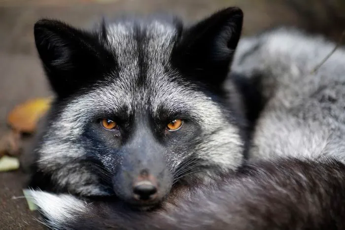 30 Pictures Of Animals Who Escaped The Horror Of A Fur Farm And Now Live Happily At Sanctuaries