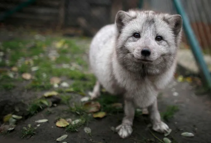 30 Pictures Of Animals Who Escaped The Horror Of A Fur Farm And Now Live Happily At Sanctuaries