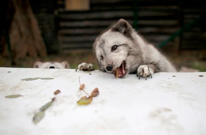 30 Pictures Of Animals Who Escaped The Horror Of A Fur Farm And Now Live Happily At Sanctuaries