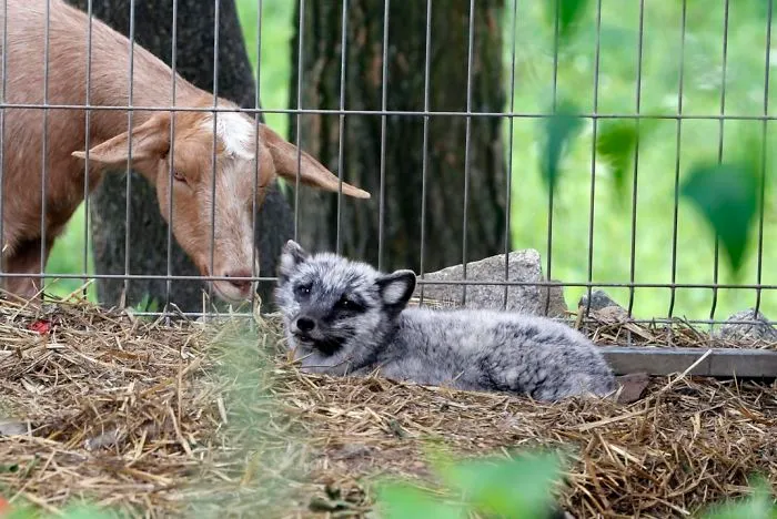 30 Pictures Of Animals Who Escaped The Horror Of A Fur Farm And Now Live Happily At Sanctuaries