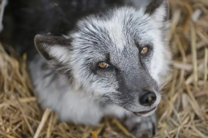 30 Pictures Of Animals Who Escaped The Horror Of A Fur Farm And Now Live Happily At Sanctuaries