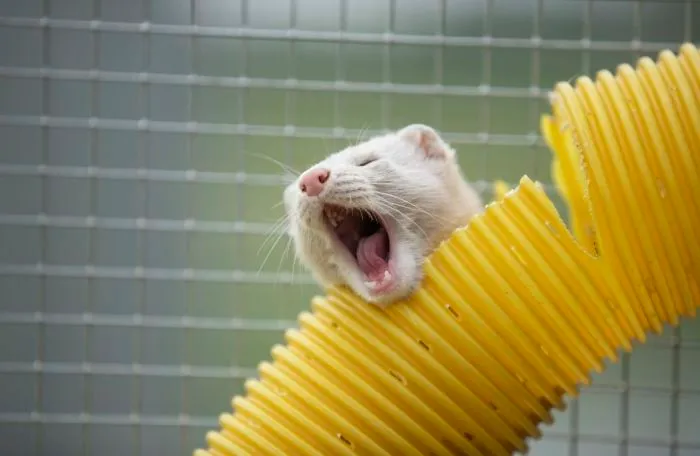 30 Pictures Of Animals Who Escaped The Horror Of A Fur Farm And Now Live Happily At Sanctuaries