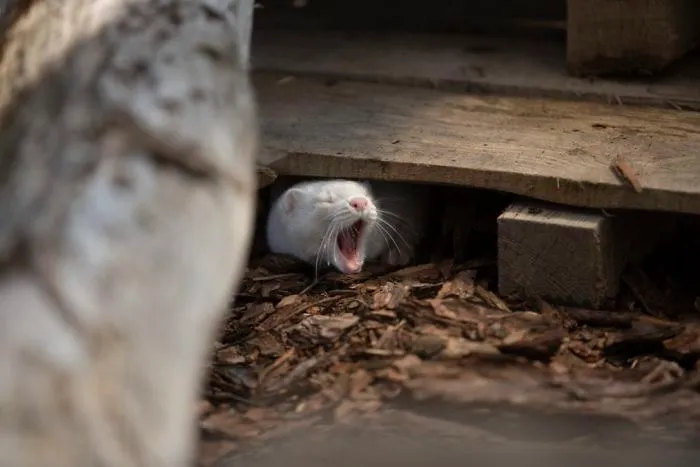30 Pictures Of Animals Who Escaped The Horror Of A Fur Farm And Now Live Happily At Sanctuaries