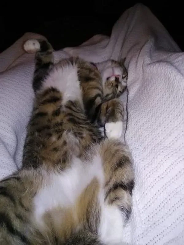 This Is My Jasper's Favorite Position To Sleep.