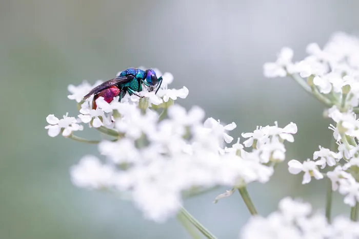 Chrysis Ignita