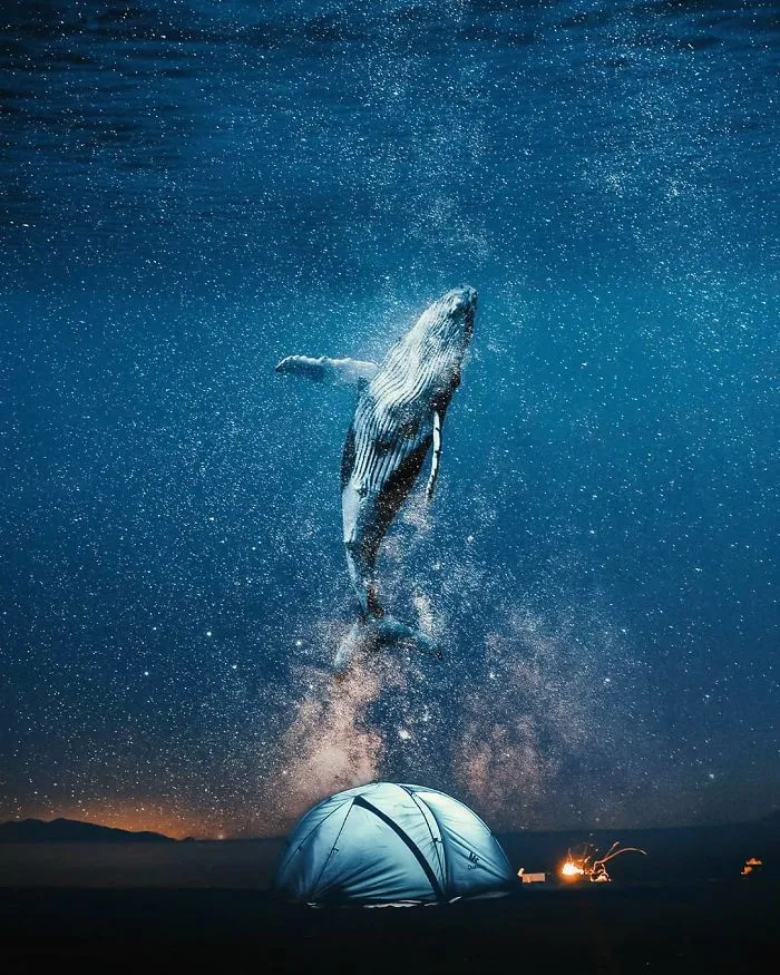 Dream Whale