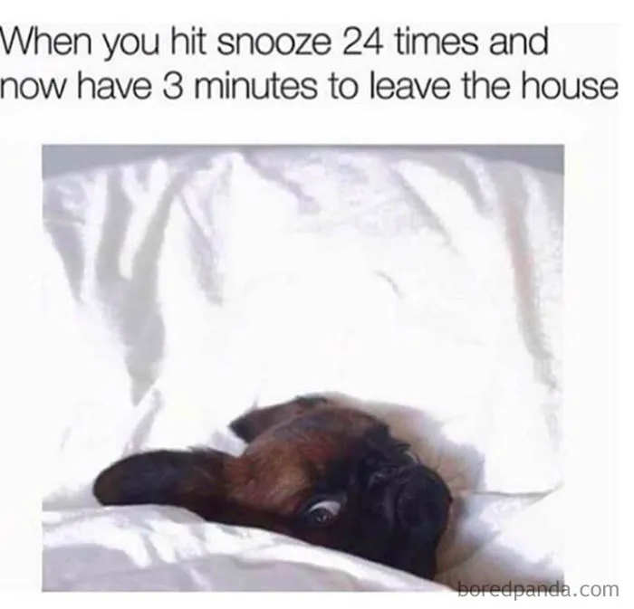 Sleep meme featuring a dog waking up shocked after hitting snooze many times with little time to get ready