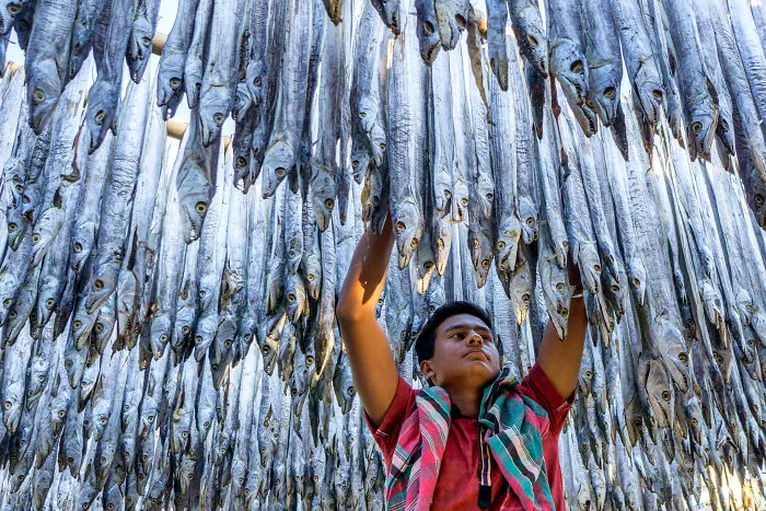 Fish Dryer