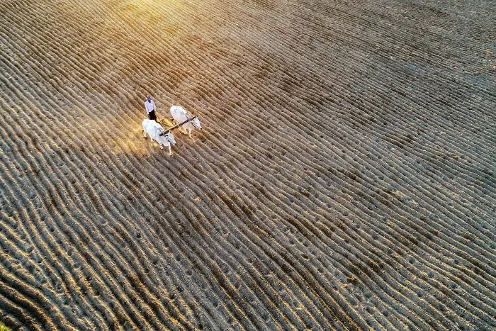 Cultivation
