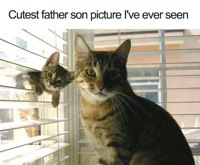45 Wholesome Cat Posts That Will Hopefully Make Your Day