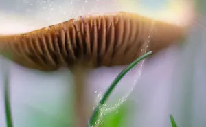 I Create Photography With What I Find In My Yard.