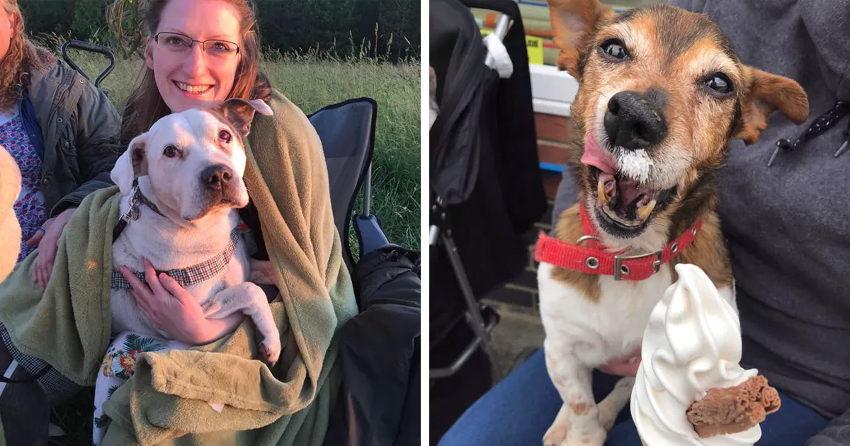 Esta mujer ha abierto un hospicio para que los perros abandonados puedan pasar sus últimos días