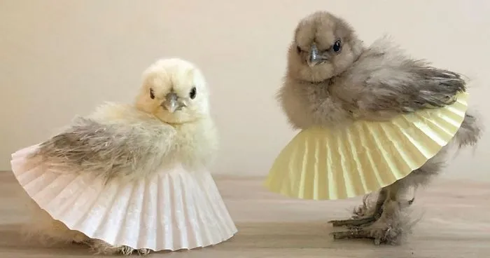 Las gallinas con tutú se han vuelto tendencia, y están encantadoras (24 imágenes)