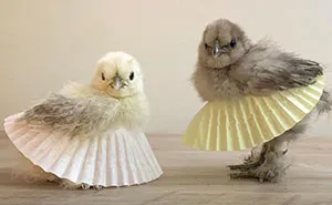 Chickens In Tutus Is A Thing And They Look Lovely (24 Pics)