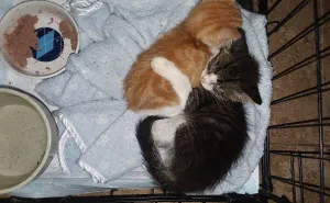 I'm Starting An Animal Rescue To Give Abandoned Animals A Second Chance At Life