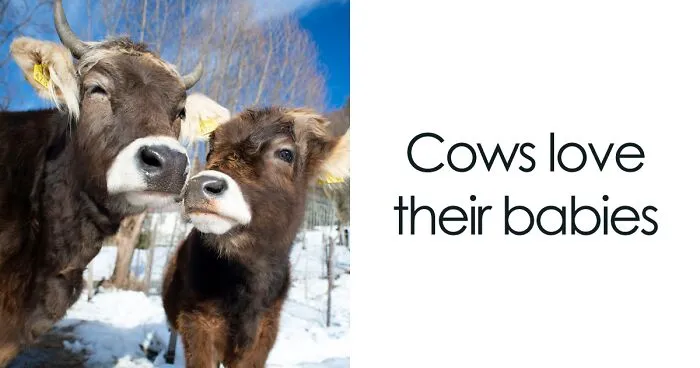 We Show 20 Reasons Why Cows Should Be Petted, Not Farmed (20 Pics)