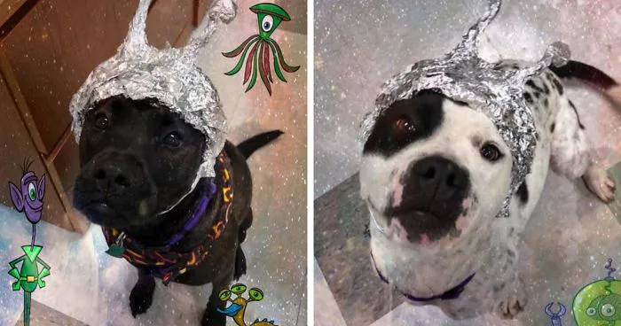This Animal Shelter Asks People To Raid Them Instead Of Area 51