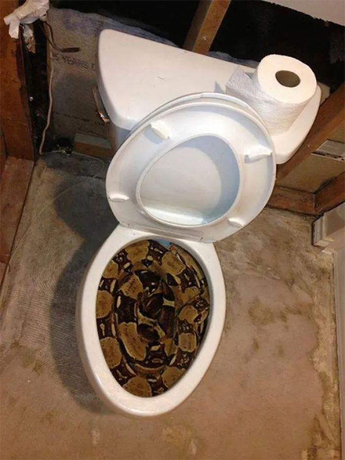 A large snake curled inside a toilet bowl, showcasing Australia's notorious wildlife.