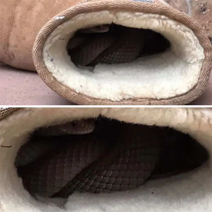 Snake curled inside a warm slipper, illustrating why Australia is known as the land of nope with unexpected encounters.