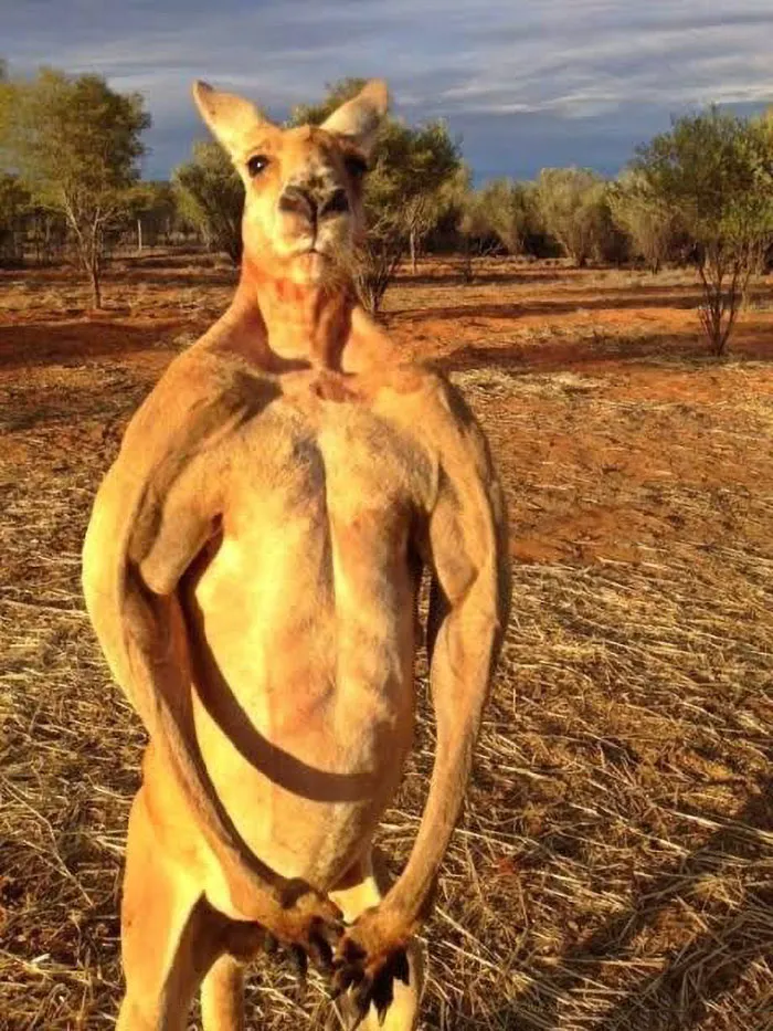 Canguro cachas