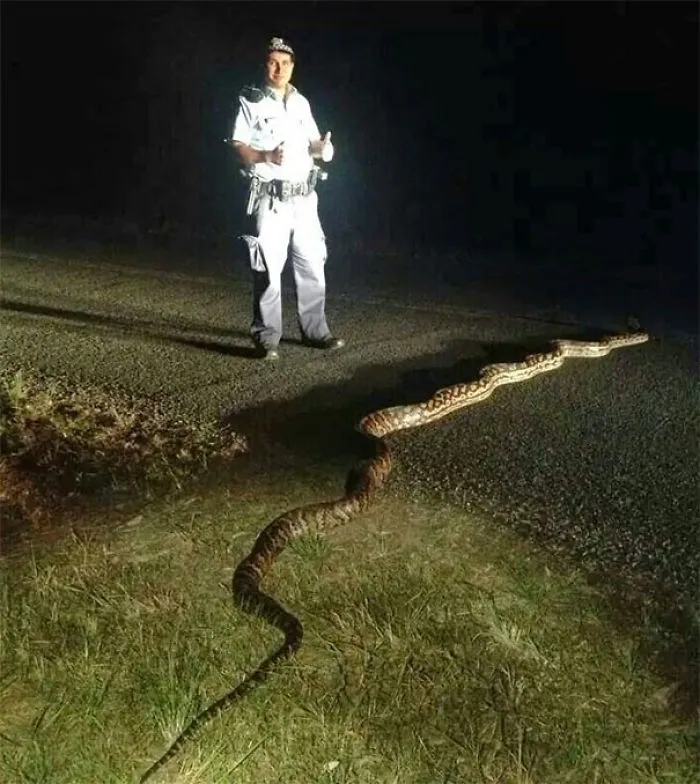 Police officer standing on a road at night with a very large snake, illustrating Australia land of nope wildlife danger.