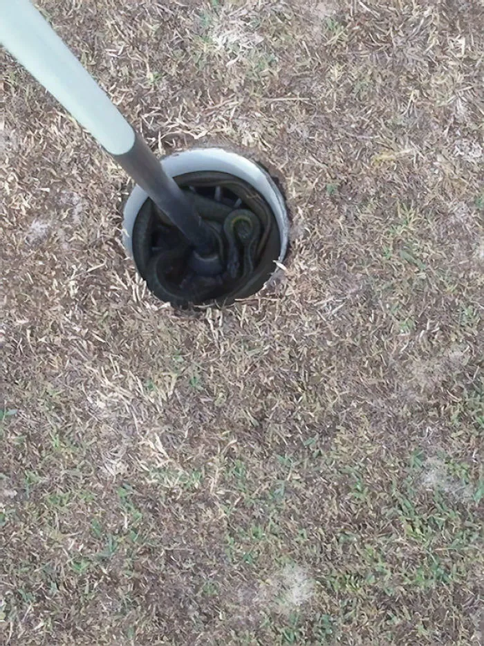 Golf hole in Australia with multiple snakes coiled inside, showcasing the land of nope and its surprising wildlife encounters.