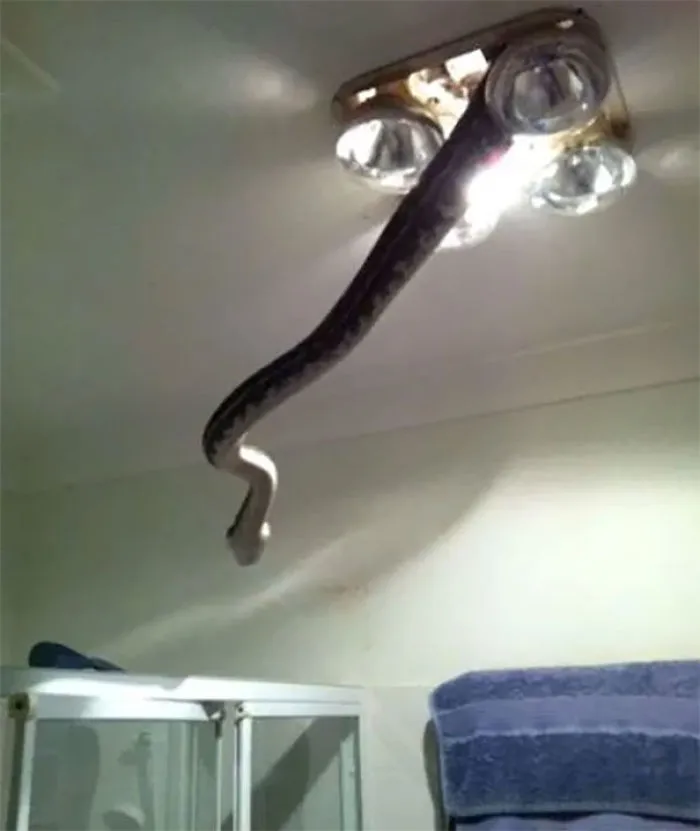 En Australia todo intenta matarte, hasta la luz del techo
