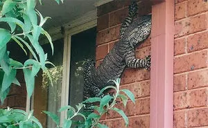 Australia Is The Land Of ‘Nope’, And These 75 Pictures Prove It
