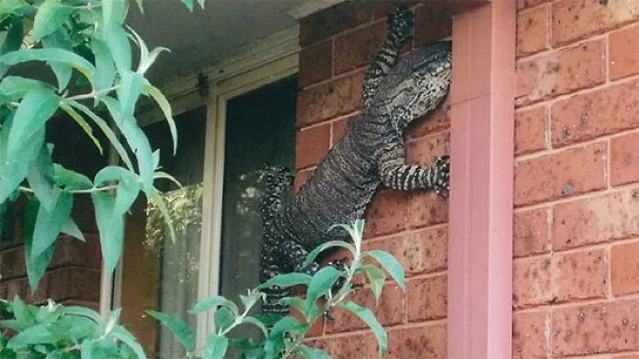 Lagartos en Australia