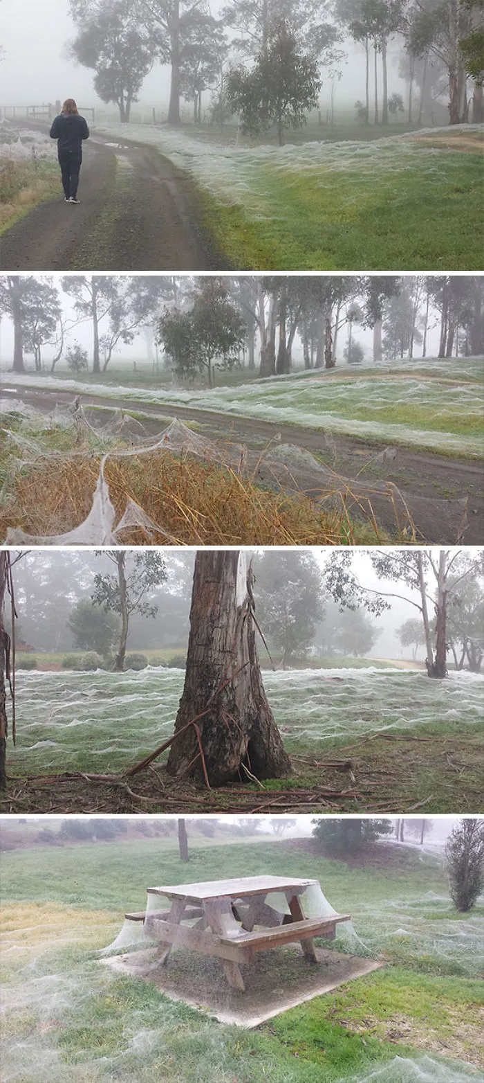 Temporada de arañas en las zonas rurales de Victoria