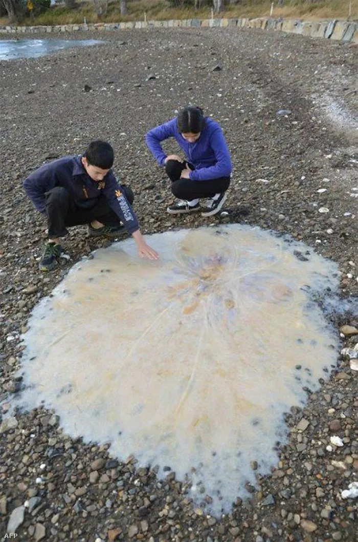 Two children crouching on a rocky shore examining a large translucent jellyfish, showcasing Australia land of nope.