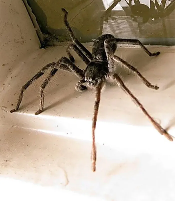 Large spider in Australia on a windowsill, highlighting the country's notorious wildlife.