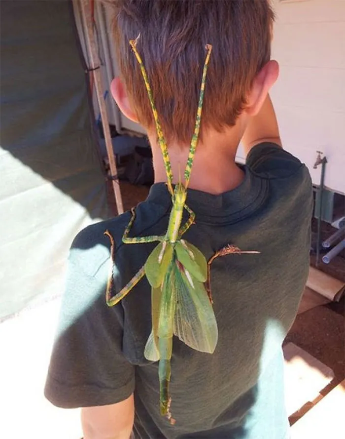 Honey, There Is A Kid On Our Bug...