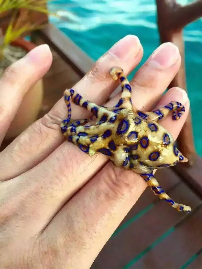 Un pulpo de anillos azules en una mano. Es venenosísimo