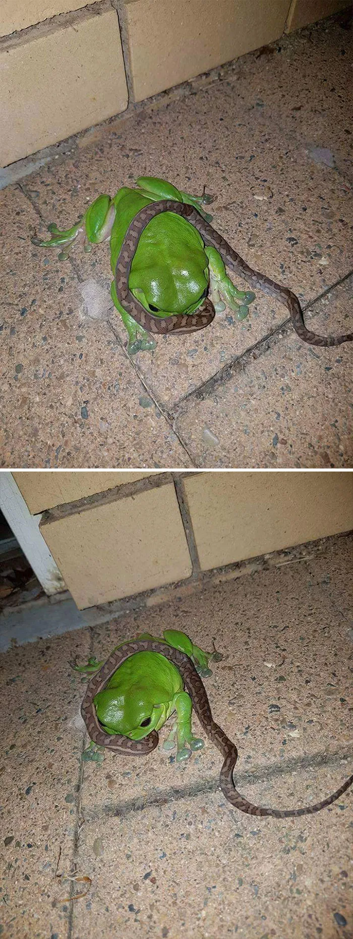 You Know You're In Australia When Frogs Eat Snakes