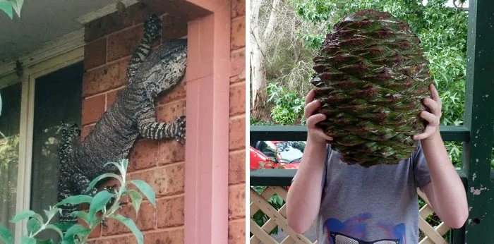 Australia Is The Land Of ‘Nope’, And These 75 Pictures Prove It