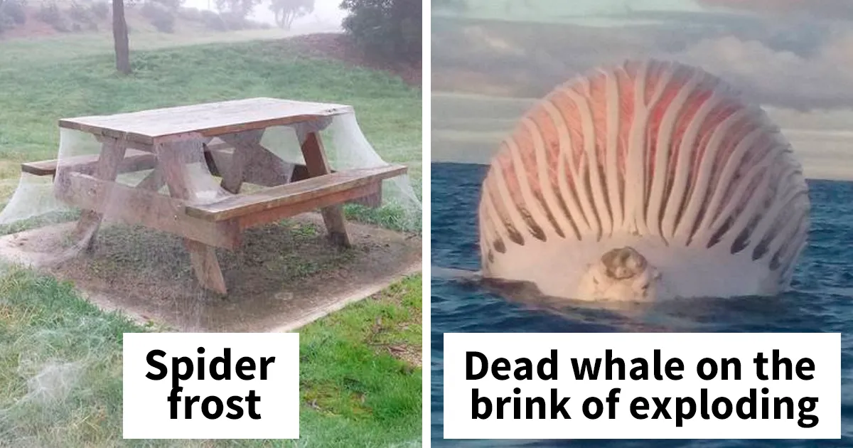 Australia Is The Land Of ‘Nope’, And These 75 Pictures Prove It