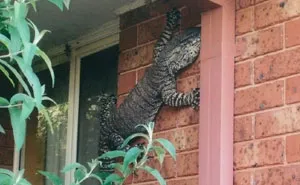Australia Is The Land Of ‘Nope’, And These 75 Pictures Prove It
