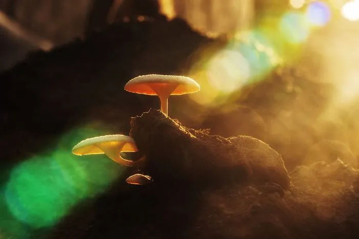 Mushroom