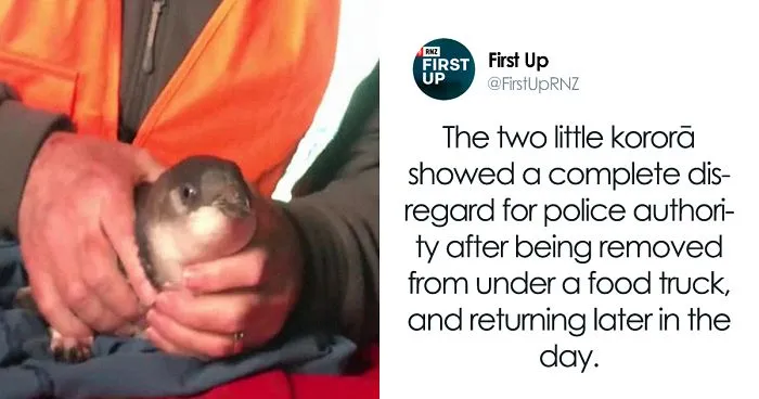 Police Remove Rogue Penguins From A Sushi Shop, Have To Return After They Come Back