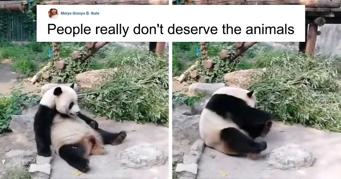 Tourists Throw Rocks At Panda Because They're Bored She's Sleeping