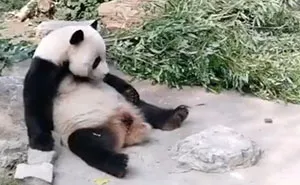 Tourists Throw Rocks At Panda Because They're Bored She's Sleeping